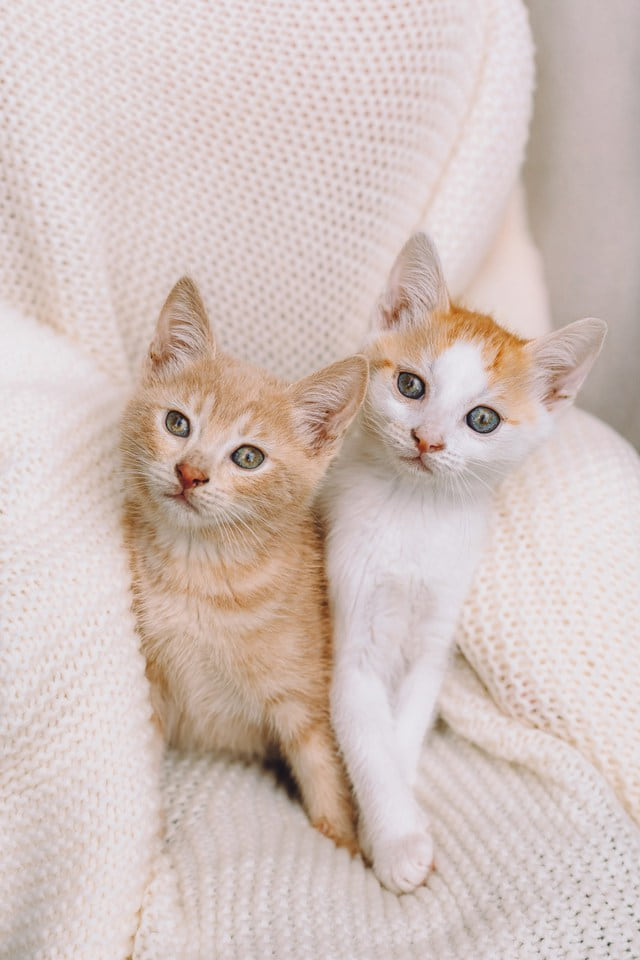 Два рыжих котёнка из Котодома